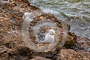 The yellow-legged gulls on the volcanic shore of the Atlantic Ocean in the area of Essaouira in Morocco
