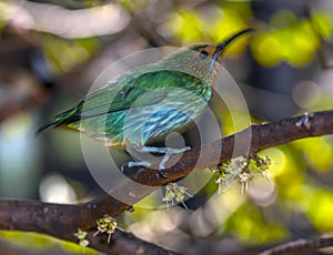 Yellow legged honeycreeper