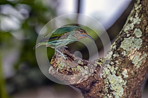 Yellow-legged honeycreeper