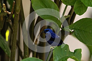 Yellow legged honeycreeper Cyanerpes caeruleus