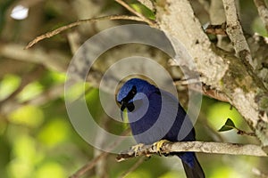 Yellow legged honeycreeper Cyanerpes caeruleus