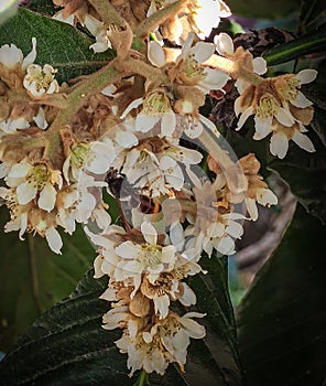 Yellow-legged Hornet on Loquat flowers