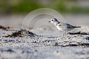 Yellow-legged plover (Charadrius melodus) bird perched on a beach, surrounded by sand