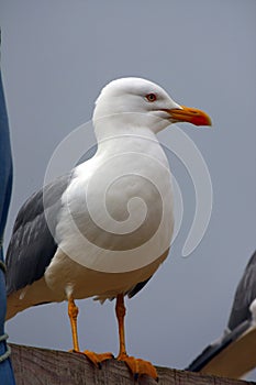 Yellow-legged seagull