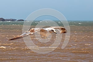 The yellow-legged seagull flying above the sea surface on a sunny day in Morocco