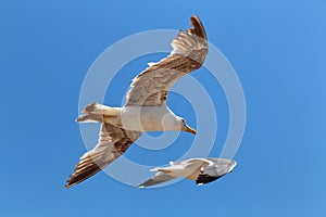The yellow-legged seagulls flying in the blue sky on a sunny day