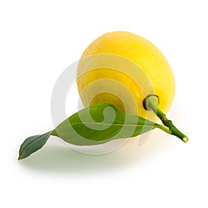 Yellow lemon