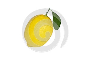 Yellow lemon citrus fruit and green leaves