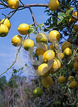 Yellow Lemon, citrus limonum, Corsica in France