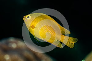 yellow lemon damsel damselfish fish