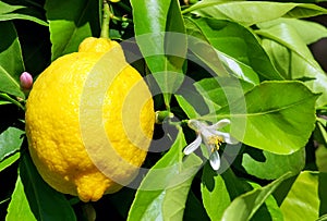 Yellow lemon and flower.