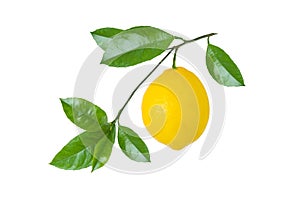Yellow lemon fruit on branch with leaves isolated on white background