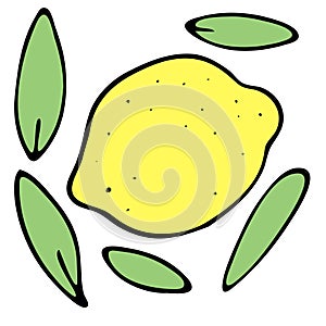 Yellow lemon fruit and leaves, vector color doodle element