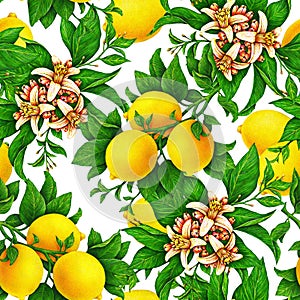 Yellow lemon fruits on a branch with green leaves and flowers isolated on white background. Watercolor drawing seamless pattern.