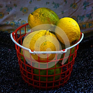 Yellow lemon fruits in a red plastic basket Kfar Glikson Israel
