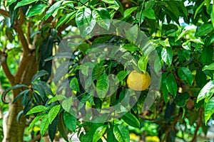 Yellow lemon on a green tree