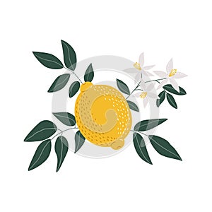 Yellow lemon with leaves and flowers illustration on white background. EPS in high resolution for floral design