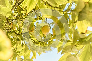 Yellow lemon tree bunch with green leafs and freshness citrus fruit.
