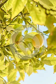 Yellow lemon tree bunch with green leafs and freshness citrus fruit.