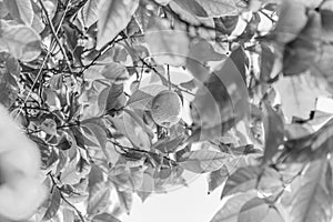 Yellow lemon tree bunch with green leafs and freshness citrus fruit.