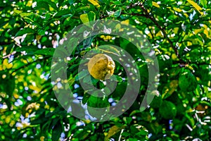 yellow lemon on a tree