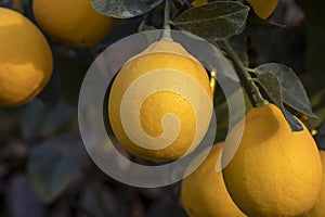 Yellow lemons growing on lemon tree