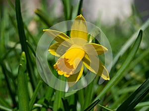 Yellow lent lily in meadow