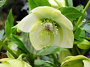 Yellow lenten rose