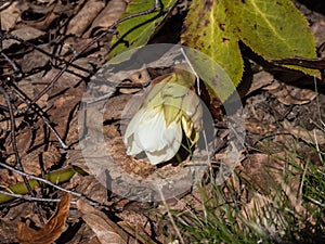 Yellow Lenten rose (Helleborus orientalis) - the cup-shaped pendent flower with yellow stamens in sunlight in
