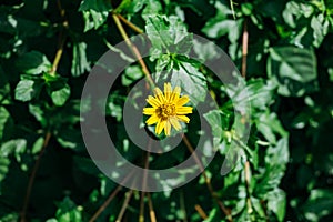 Yellow Leopard`s Bane Flower with green leaf in the background