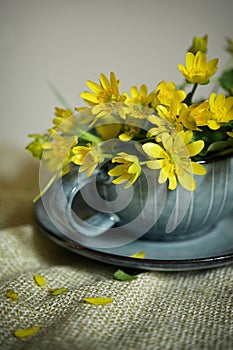A Yellow Lesser Celandine Flower in Tea Cup