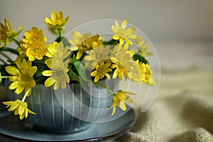 A Yellow Lesser Celandine Flower in Tea Cup