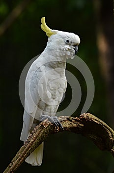 Yellow lesser sulphur-crested cockatoo