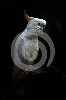 Yellow lesser sulphur-crested cockatoo