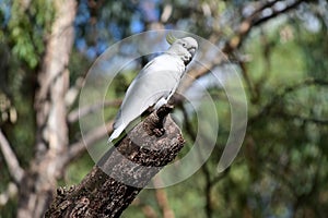 Yellow lesser sulphur crested cockatoo on a tree branch