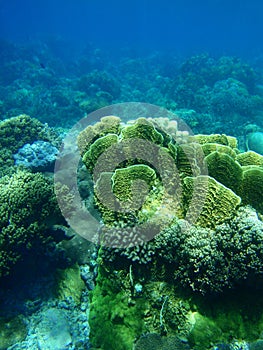 Yellow lettuce coral