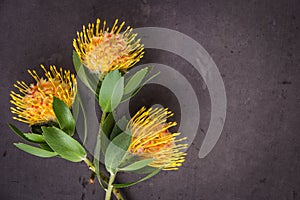 Yellow leucospermum cordifolium flower & x28;pincushion protea& x29;