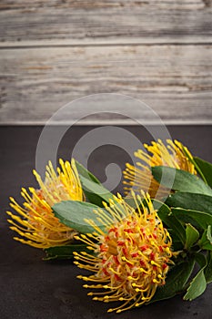 Yellow leucospermum cordifolium flower pincushion protea on black concrete background