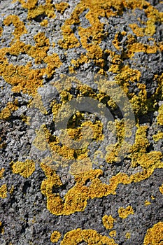 Yellow Lichen