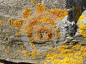 Yellow lichen