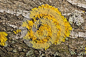 Yellow lichen