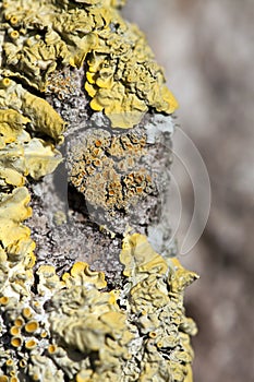 Yellow lichen