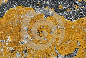 Yellow lichen on bare rock