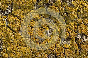 Yellow lichen on bark of pine