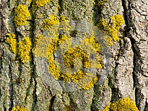 Yellow lichen on the bark of tree
