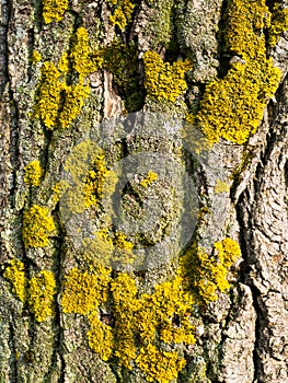 Yellow lichen on the bark of tree