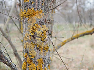 Yellow lichen on the bark of a tree. Tree trunk affected by lichen. Moss on a tree branch. Textured wood surface with