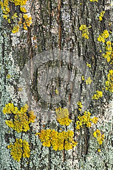 Yellow lichen on the bark of a tree. Tree trunk affected by lichen. Moss on a tree branch. Textured wood surface with lichens