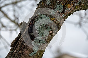 Yellow lichen on the bark of a tree. Tree trunk affected by lichen. Moss on a tree branch. Textured wood surface with lichens