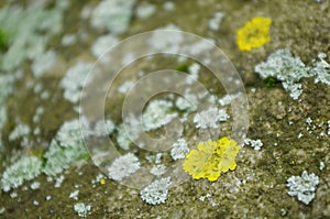 Yellow lichen on the bark of a tree. Tree trunk affected by lichen. Moss on a tree branch. Textured wood surface with lichens.